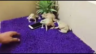 baby frogs guard phone