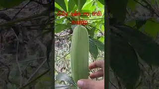 Cộng sinh 5 - Cây sắn ra trái Mướp #shorts #san #muop #congsinh