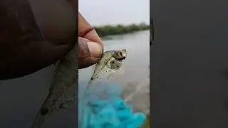 Beautiful water colour fish. sundar bihar