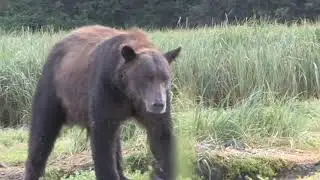 Travel Guide Road Trip to Alaska