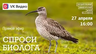 Спроси биолога. Кроншнеп