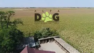 Alfa Dog Centar za obuku pasa i pansion