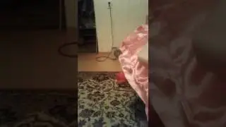 Смихатя