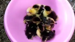 Встречаем мускусных утят из- под четвёртой индоутки 🐣🐤🐥