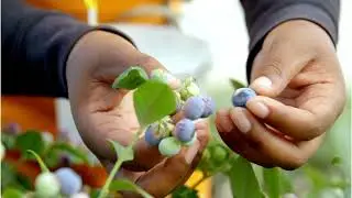 Congreso Aneberries- Soluciones Miller para las berries: Mejora la calidad de tus frutos.