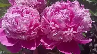 Півонії Quitzin, Pink Derby та інші)