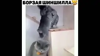 Наглая шиншилла)😅