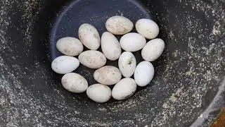 Операция ГУСИНЫЕ ЯЙЦА сколько штук ВСЕ СЫТЫ ракушка