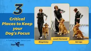 3 Critical Places to Keep Your Dog's Focus (Finger Follow)
