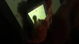 Мейн кун котёнок 1 месяц играет в планшет