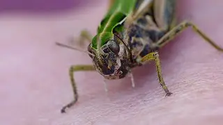 Cricket - Macro Video / Photography - Panasonic + Raynox - Macro Shots