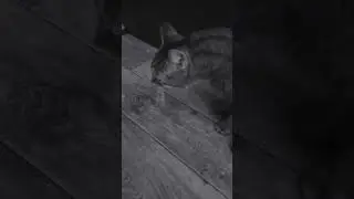 Кошка рыгает классика