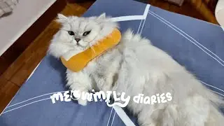 Meowmily Diaries | Yuki's Neuter Journey