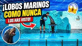 Show de LOBOS MARINOS #parati #viralvideo