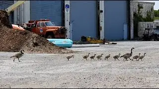 9 Canada Goose Goslings Searching for Water on Governors Island #savewildlife
