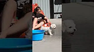 питомник пуделей #pitomnikmoscow #тойпудель #pets #зеленоград #puppy #мальтипу