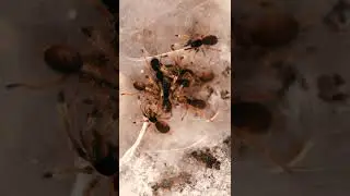 Пауки-птицееды Neoholothele Incei.