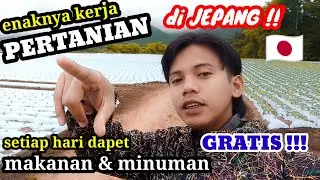 kerja pertanian di jepang !! #japan #pertanianjepang #tokuteiginou