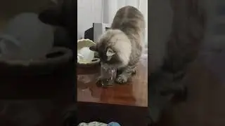 Кекс пьет воду только с чашки
