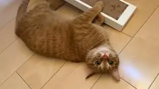 急にたまらんたまらんと不思議な行動を始める猫 cat that suddenly starts behaving in an interesting, cute, and mysterious way