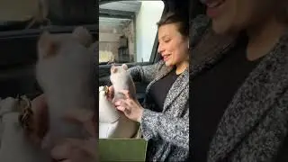 A mini chinchilla compilation 