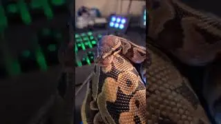 My Snake Takes Over the Stream 