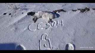Охота на зайца 2019 - закрытие сезона!!!