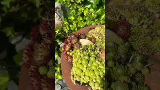 Деко- тарелка с каменными розами/ молодилом/ Sempervivum 🌟Dekoideen 🌟