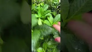Они просто классные 🎉
