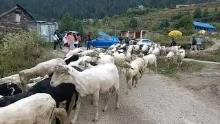 bhediya..manali