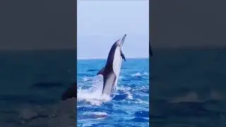 amazing SeaWorld #youtubeshorts #youtube #ytshorts #youtuber #youtubechannel #youtubevideo