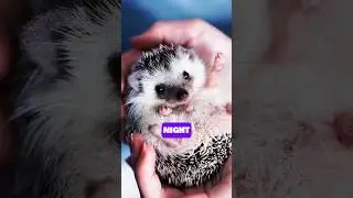 The Nightly ADVENTURES of Hedgehogs 🦔🌛| Animal Facts