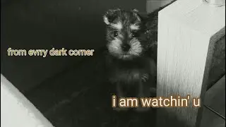 My dog gives me death stare!