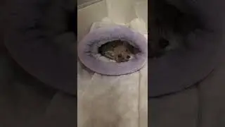 💭🦔Доброго вечерочка