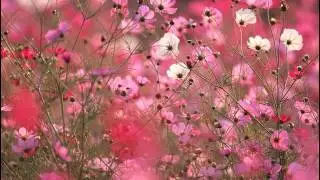 chet chea neak bous - ចិត្តជាអ្នកបួស - sin sisamuth - Sin Sisamuth old song - Sin sisamuth song