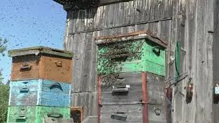 Рой заселяется.