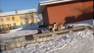 Собаки греются на теплотрассе в Омске