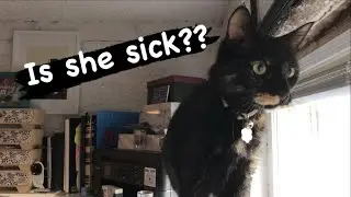 I'm Concerned About Kahlua! | VLOG
