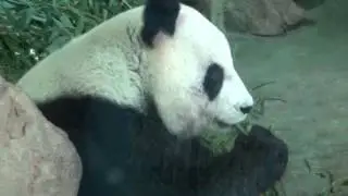 Taipei Zoo