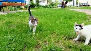 Наше утро начинается так #котенок #помощьживотным #kitten #cute #animals #catlover