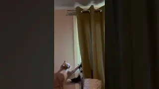 Pyar.. Dosti Aur Dhamaka..Animal Little Kingdom...
