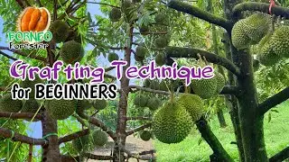 Regenerasi durian lokal dari biji menjadi durian unggulan cepat berbuah