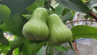 Pembuahan Minggu ke-11 || Jambu Air | Madu Deli Hijau