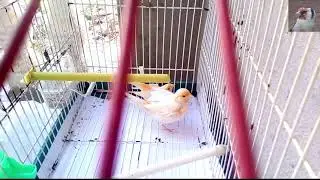 تزاوج الكناري...Canary accouplé