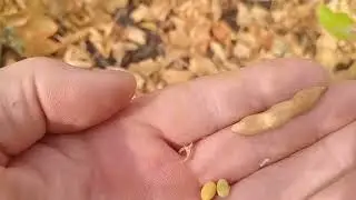Соя яка схильна до розтріскування, яка тримається