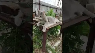 травинка