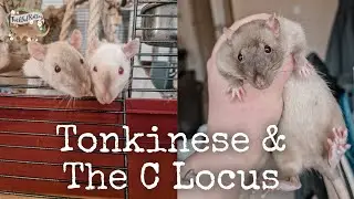 Tonkinese & The C Locus | Rat Genetics and Varieties