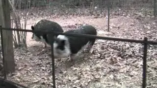 Pig Farm 1 - Wake Up Call