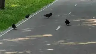 Забег голубей! КТО первый! Тренер сказал бежать!