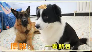 Border collies react very differently to situations than German shepherds
